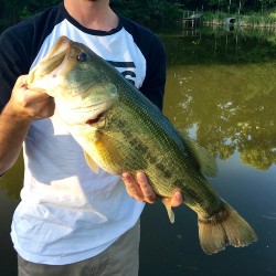 Large mouth bass
