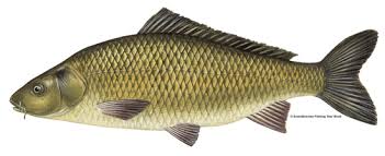 Carp