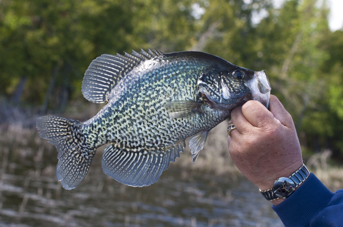 Black Crappie