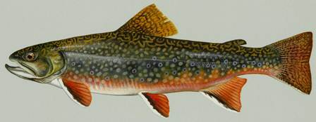 Trout