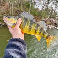 Yellow Perch